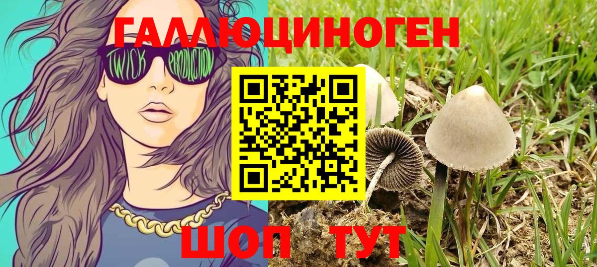 Псилоцибиновые грибы Psilocybe Ноябрьск